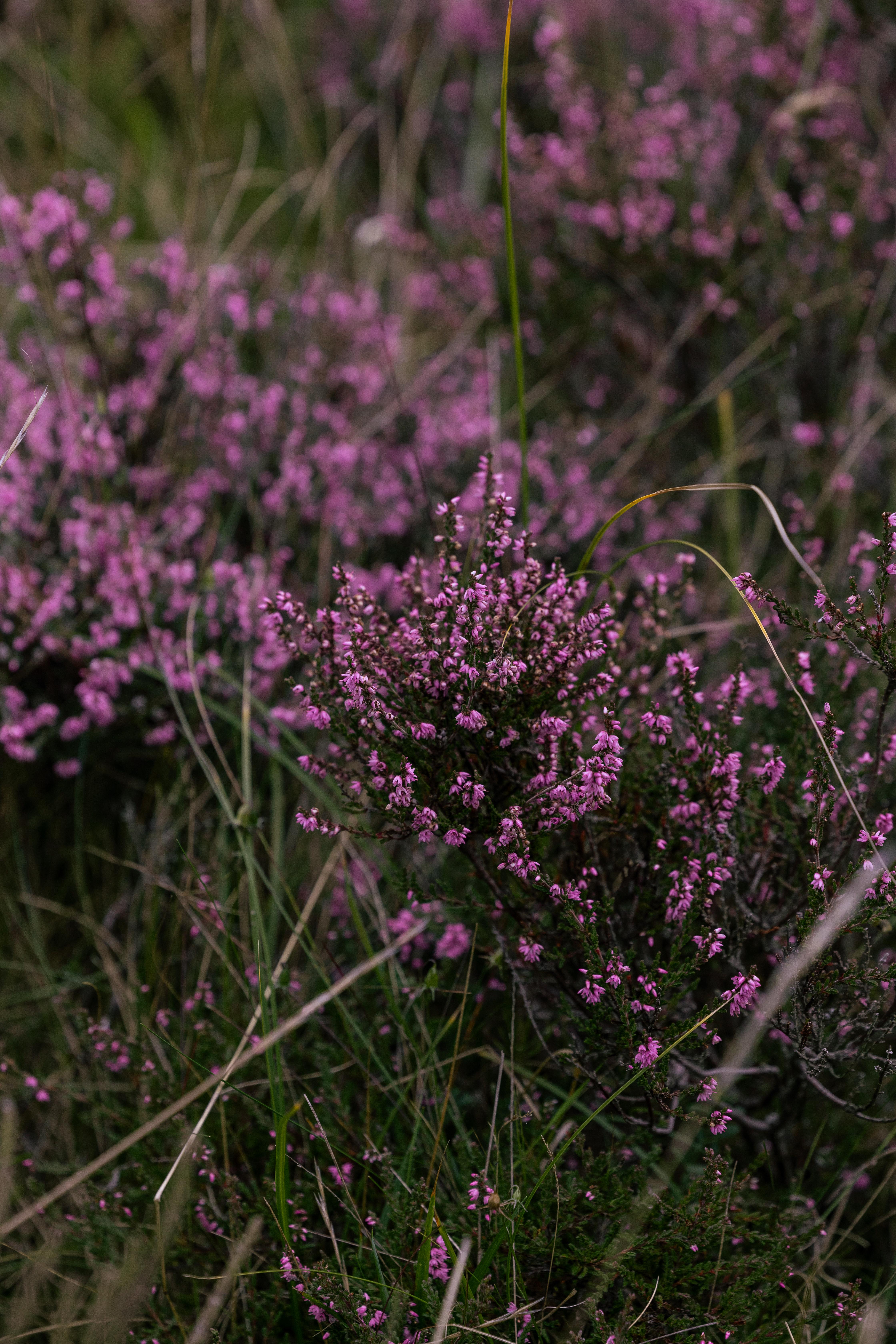ホテル Dornoch Station エクステリア 写真 Calluna vulgaris