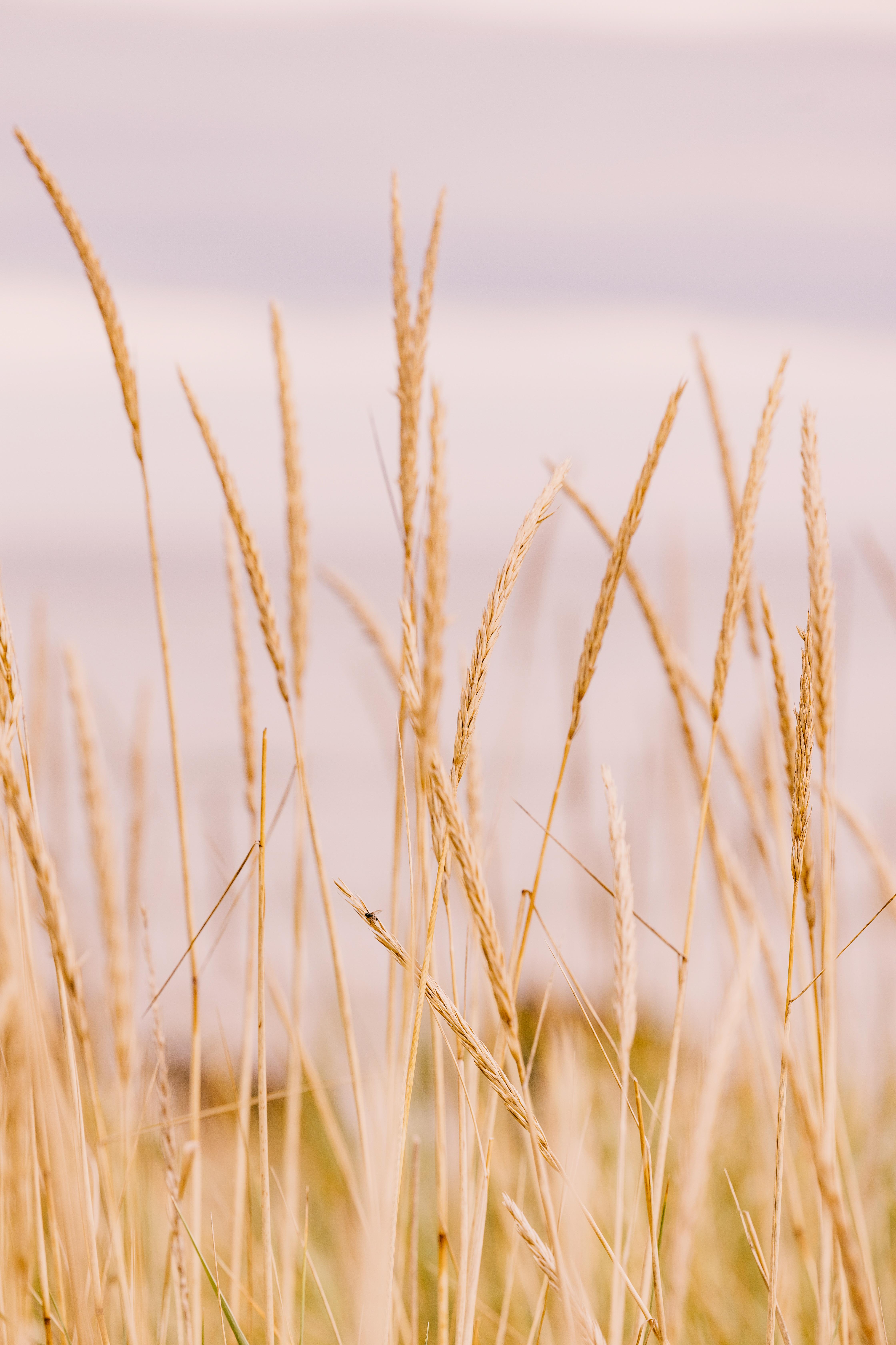 ホテル Dornoch Station エクステリア 写真 Wheat