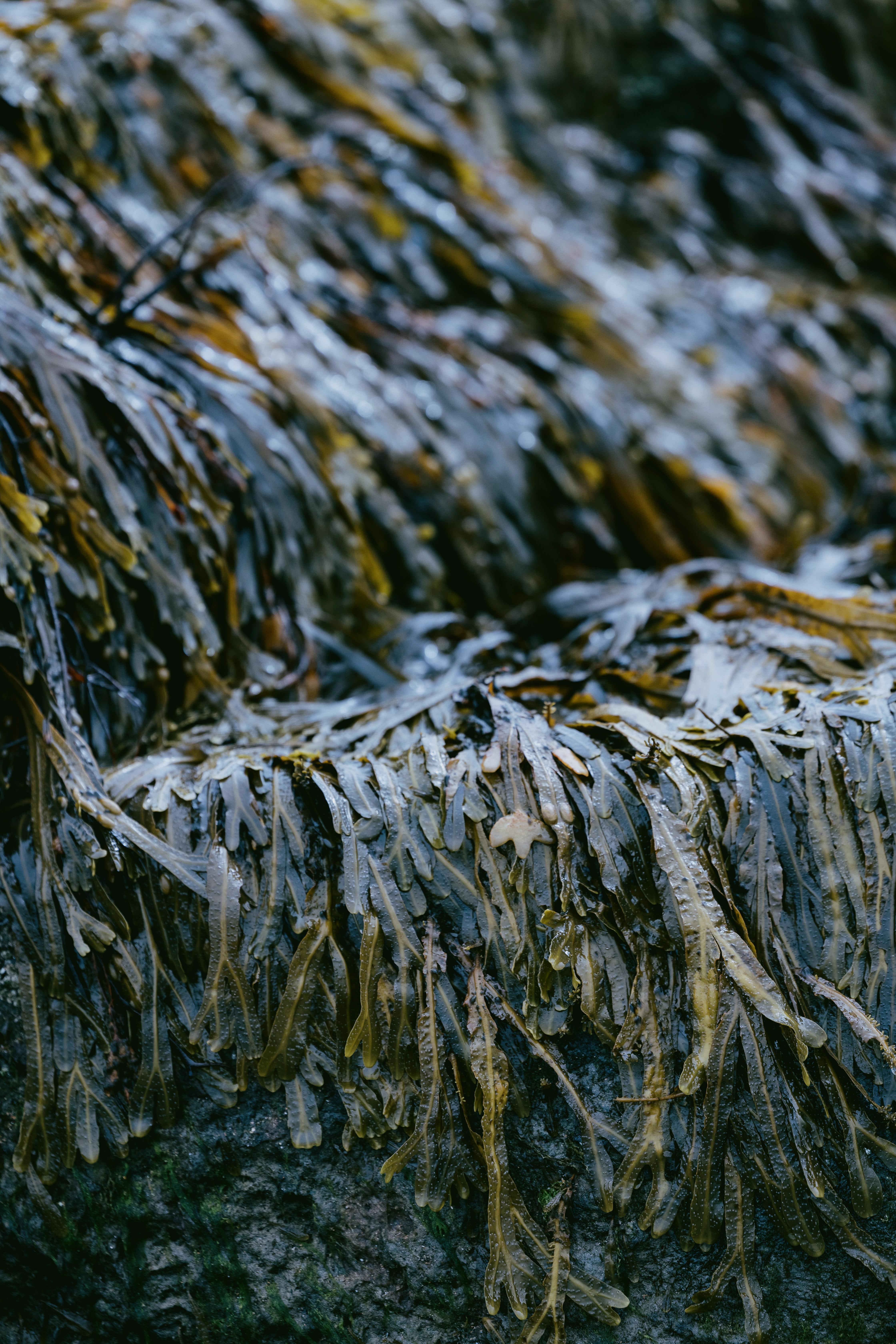 ホテル Dornoch Station エクステリア 写真 Seaweed